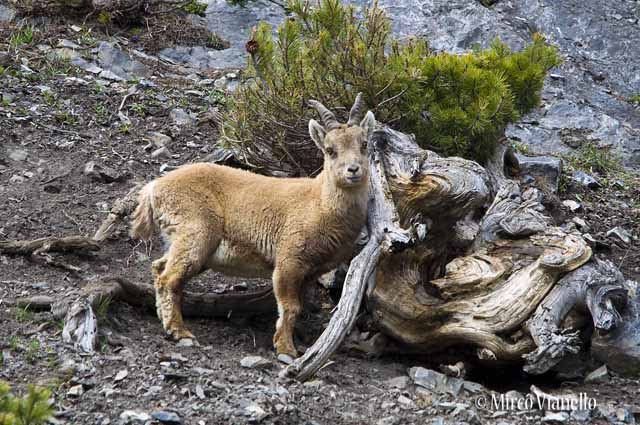 Fauna di Livigno - Stambecco - Capra ibex - giovane femmina alla ricerca di sale