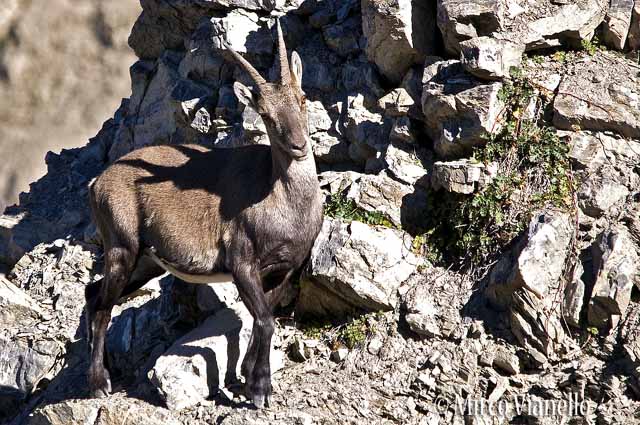 Fauna di Livigno - Stambecco - Capra ibex - femmina civettuola in posa