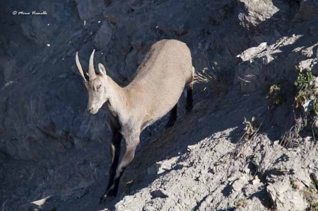Fauna di Livigno - Stambecco - Capra ibex -agilitá di una femmina