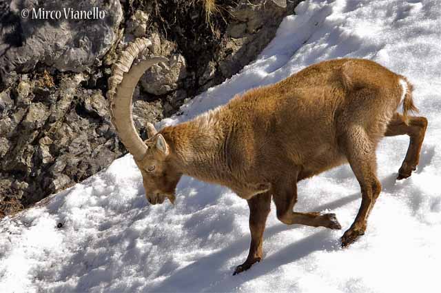 Fauna di Livigno - Stambecco - Capra ibex - vecchio maschio solitario molto dimagrito dall'inverno