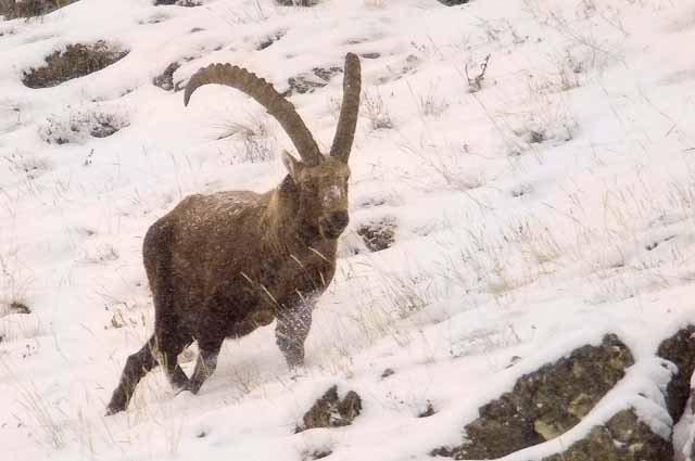 Fauna di Livigno - Stambecco - Capra ibex - adulto nella tormenta in gennaio