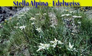 Stella alpina - edelweiss - Leontopodium alpinum - flora di Livigno Stella alpina - edelweiss - Leontopodium alpinum - flora di Livigno