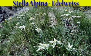 Stella alpina - edelweiss - Leontopodium alpinum - flora di Livigno Stella alpina - edelweiss - Leontopodium alpinum - flora di Livigno
