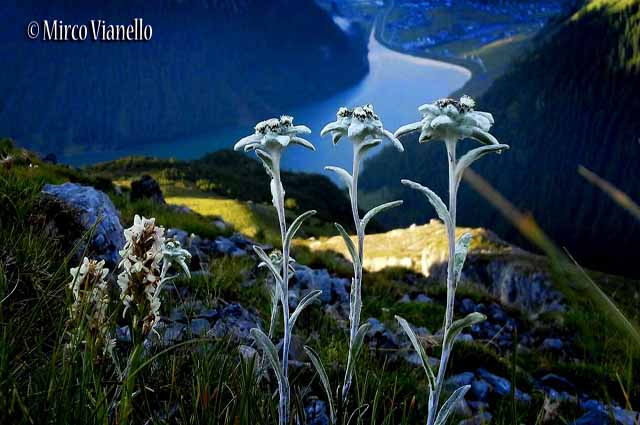 Flora di Livigno - Stella alpina - edelweiss - Leontopodium alpinum Flora di Livigno - Stella alpina - edelweiss - Leontopodium alpinum