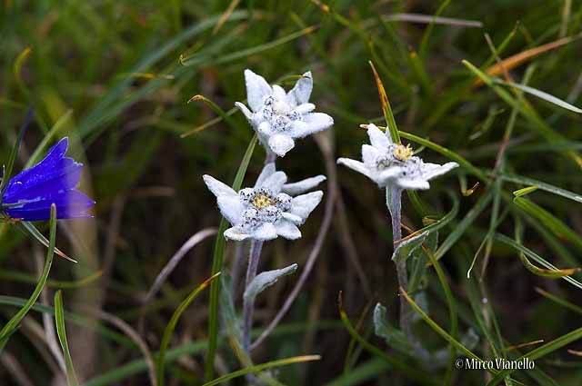 Flora di Livigno - Stella alpina - edelweiss - Leontopodium alpinum Flora di Livigno - Stella alpina - edelweiss - Leontopodium alpinum