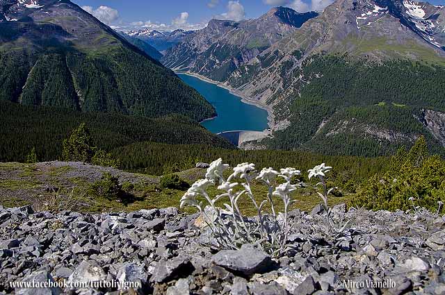 Flora di Livigno - Stella alpina - edelweiss - Leontopodium alpinum Flora di Livigno - Stella alpina - edelweiss - Leontopodium alpinum