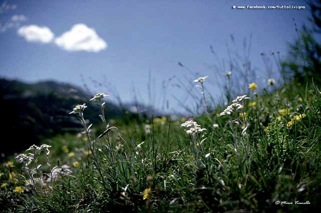 Flora di Livigno - Stella alpina - edelweiss - Leontopodium alpinum Flora di Livigno - Stella alpina - edelweiss - Leontopodium alpinum