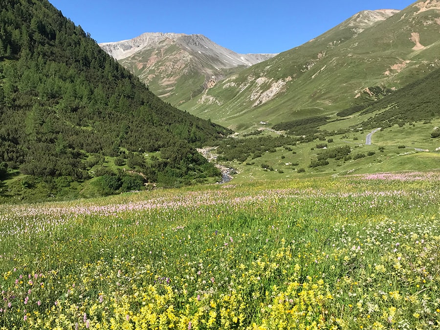 Val Federia - Prati fioriti a Giugno 