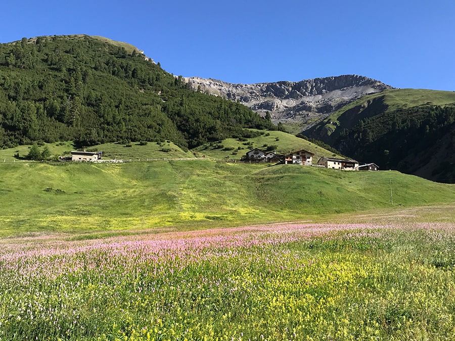 Val Federia - Prati fioriti a Giugno 