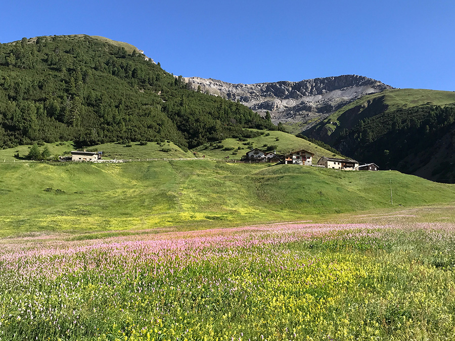 Val Federia - Prati fioriti a Giugno Val Federia - Prati fioriti a Giugno