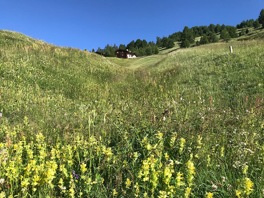 Prati di Val Federia a fine Giugno
