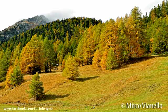 Livigno - Territorio - montagne e boschi
