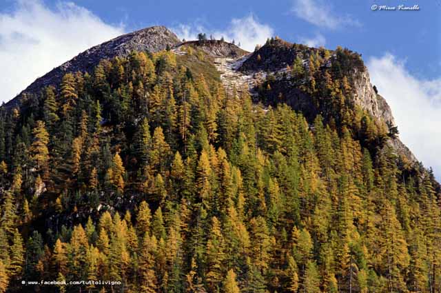 Livigno - Boschi di larice e cembro