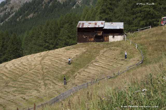 Livigno - Territorio - coltivazione dei prati