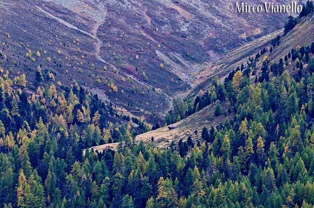 Livigno - Territorio - conquista da parte dell'uomo