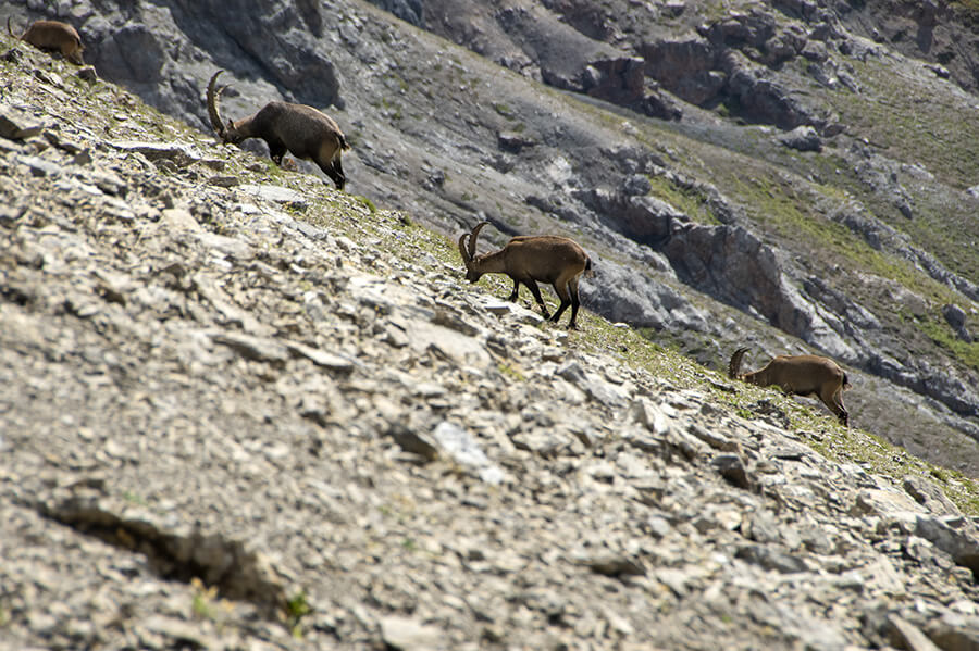 Facile incontrare gruppi di stambecchi