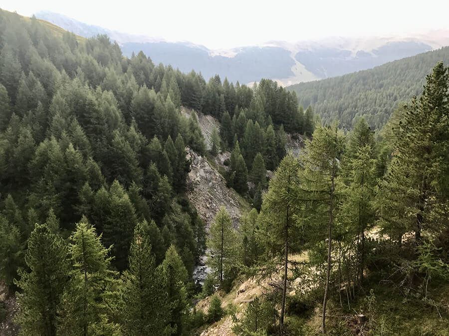 Il bosco a destra salendo  