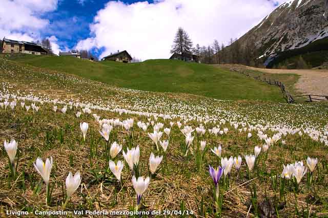 Val Federia - Fioritura di Crocus