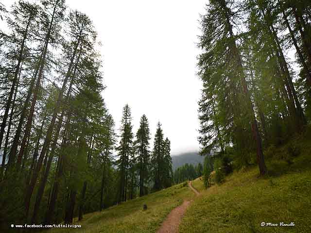 Val saliente - sentiero facile nella prima parte Vallle saliente - prima parte sentiero