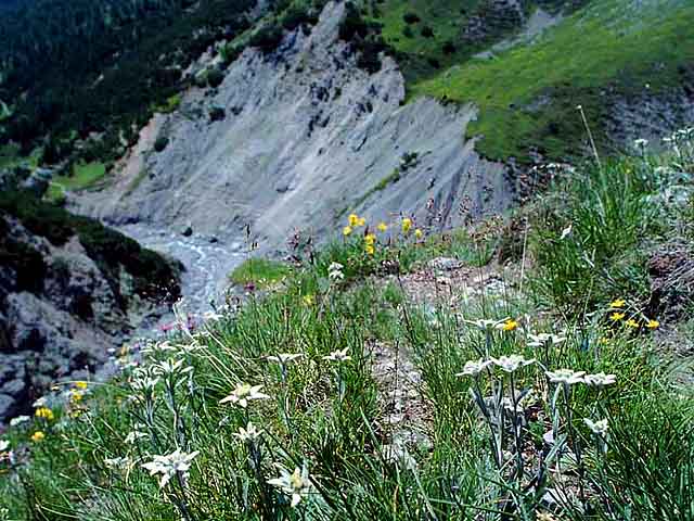 Val Saliente - stelle alpine e sentiero