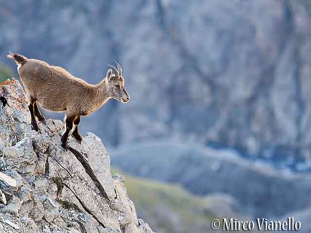 Femmina di Stambecco - sullo sfondo il sentiero di Val Saliente Femmina di Stambecco - sullo sfondo il sentiero di Val Saliente
