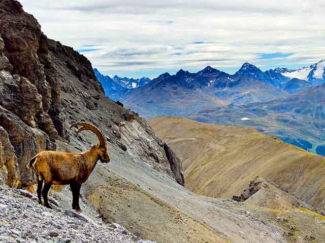 Stambecchi facili da vedere e fotografare in Val Saliente Stambecco in Val saliente