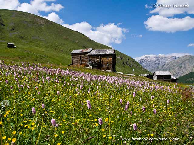 la Vallaccia a Trepalle poco prima del taglio dell'erba - prati privati Vallaccia prima dello sfalcio