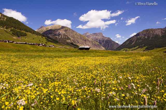 Valle di livigno in piena fioritura Valle di Livigno in fioritura