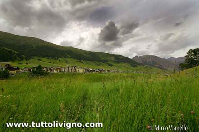 Valle di Livigno prima della falciatura Valle di livigno - estate