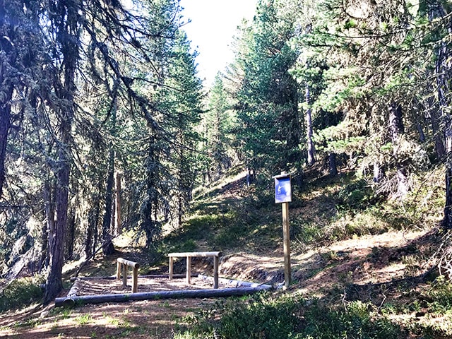 esercizio ginnico nel bosco un esercizio nel bosco