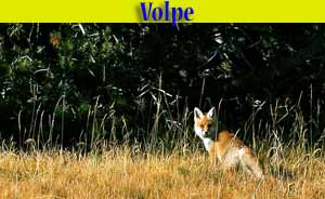 Volpe rossa - Vulpes vulpes - animali selvatici di di Livigno Volpe rossa - Vulpes vulpes - animali selvatici di di Livigno