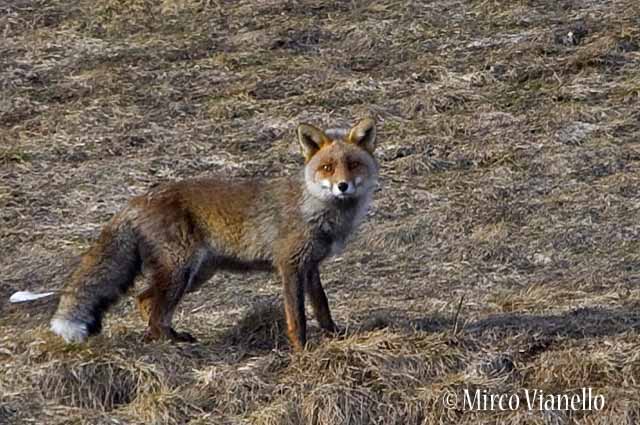 Volpe rossa - Vulpes vulpes - alla ricerca di arvicole ad inizio primavera Fauna di Livigno - Volpe rossa - Vulpes vulpes - ad inizio primavera