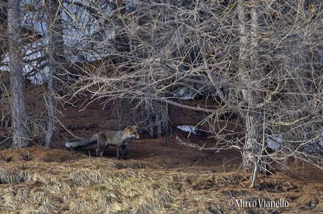 Volpe rossa - Vulpes vulpes - furtiva al limite del bosco alla ricerca di cibo Fauna di Livigno - Volpe rossa - Vulpes vulpes - furtiva al limite del bosco