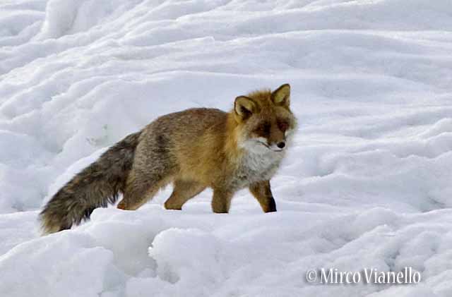 Volpe rossa - Vulpes vulpes - nel pieno dell'inverno Fauna di Livigno - Volpe rossa - Vulpes vulpes - in pieno inverno