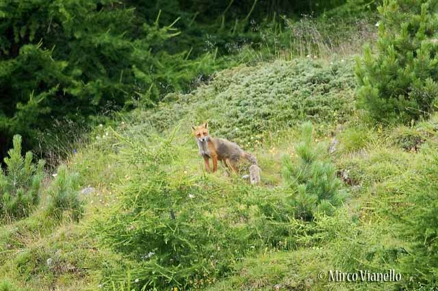 Volpe rossa - Vulpes vulpes - una volpe con la coda spezzata, forse da un'automobile, ma attiva e non in pericolo di vita Fauna di Livigno - Volpe rossa - Vulpes vulpes - poco fortunata con visibile la coda spezzata