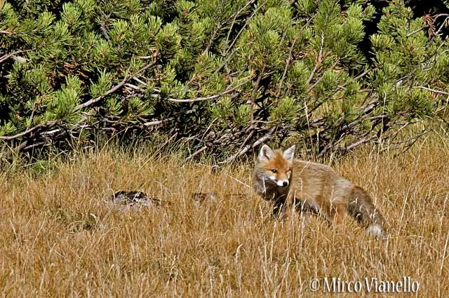 Fauna di Livigno - Volpe rossa - Vulpes vulpes - con un occhio accecato forse durante qualche lotta per la gerarchia
