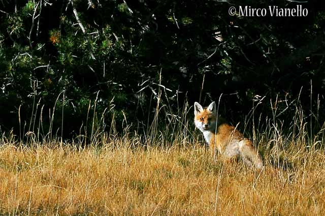 Volpe rossa - Vulpes vulpes - nell'erba secca d'autunno Fauna di Livigno - Volpe rossa - Vulpes vulpes - in autunno