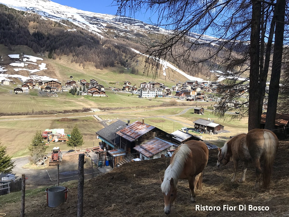 Bar Ristoro Fior di Bosco Ristoro Fior di Bosco