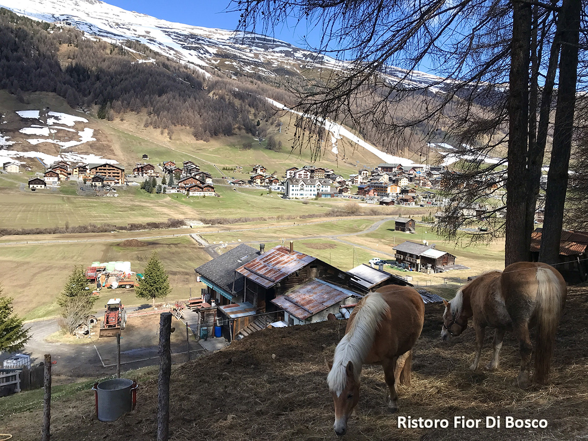 Bar Ristoro Fior di Bosco